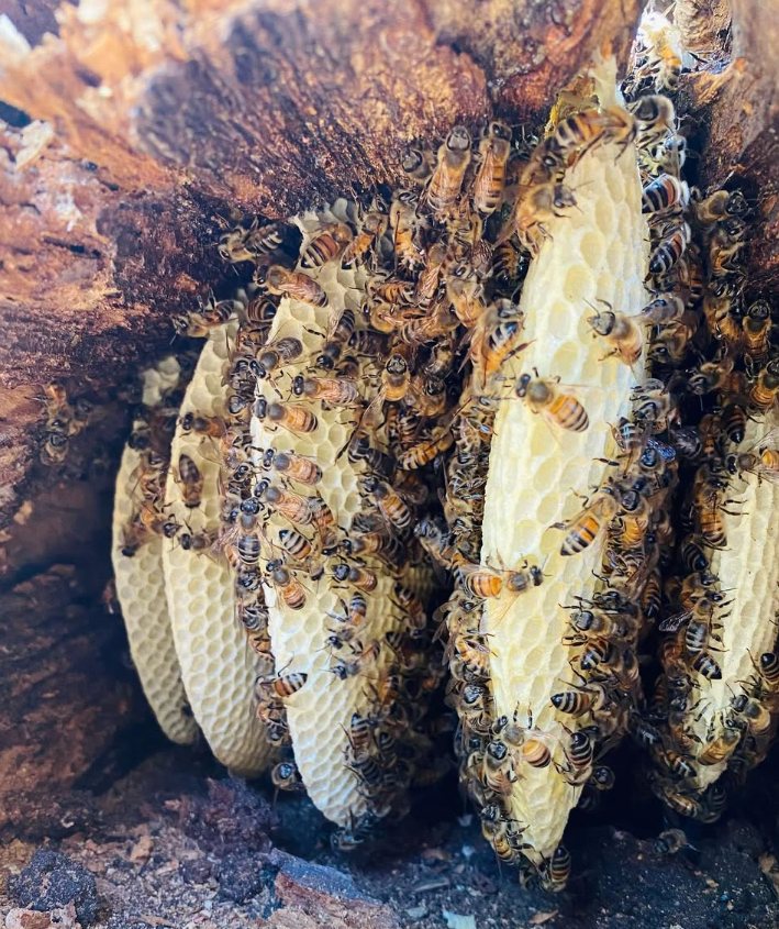Bees on wild comb in a hollow log