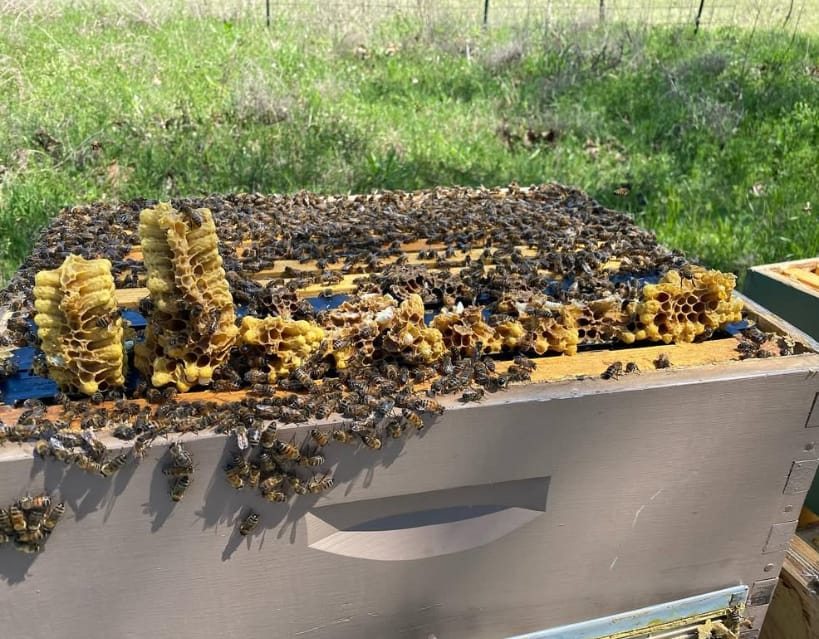 Bees building fresh comb on top of a hive box