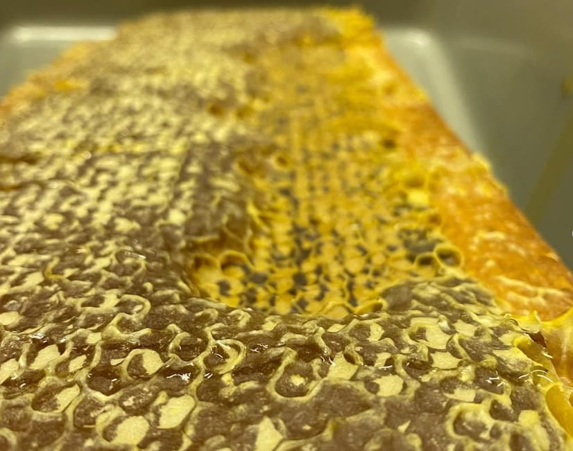 Close-up of capped honeycomb
