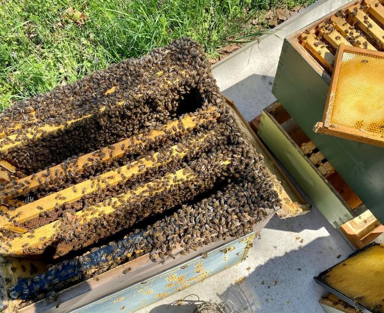 A hive box full of bees