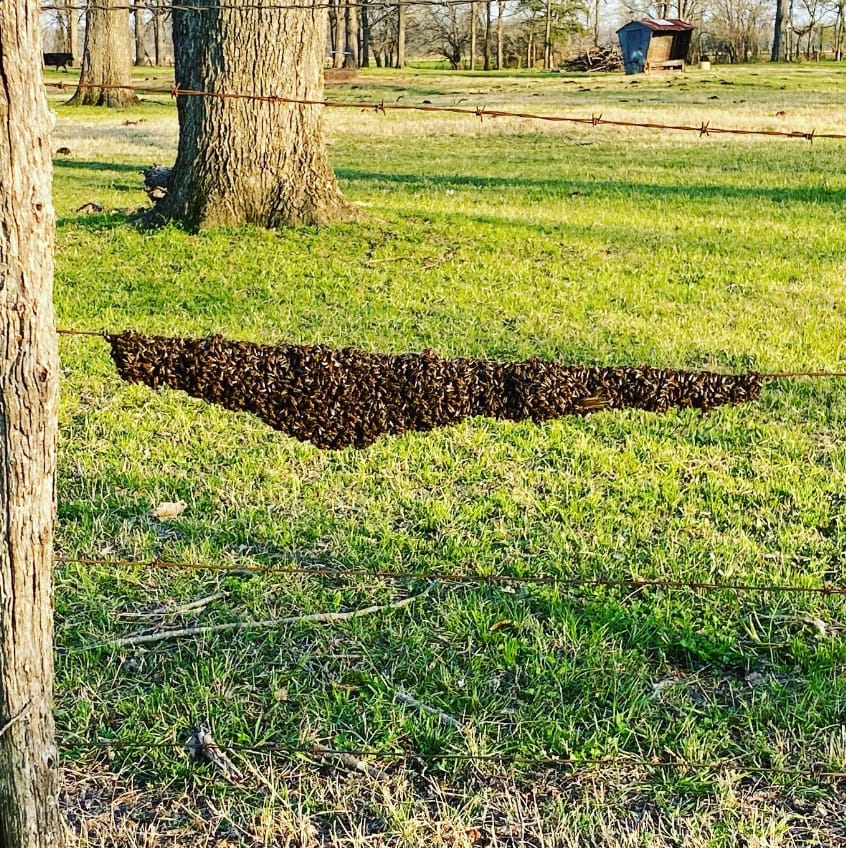 A long swarm of bees clustered along a barbed wire fence