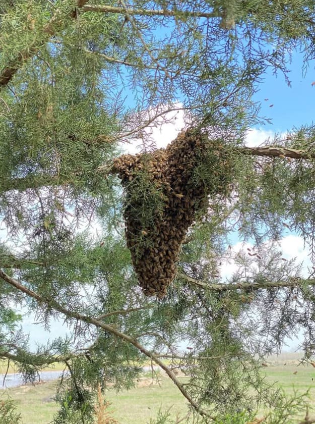 A swarm of bees hanging from a cedar branch